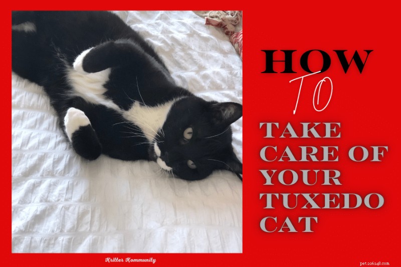 Essential Care Guide for Tuxedo Cats