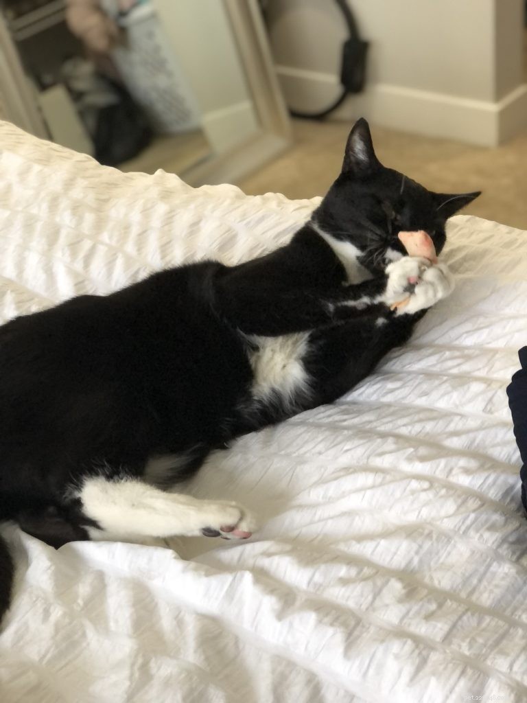 Essential Care Guide for Tuxedo Cats