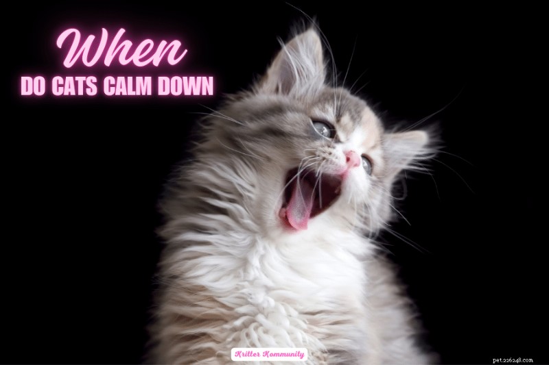 When Will Your Cat Calm Down? A Comprehensive Guide for Owners