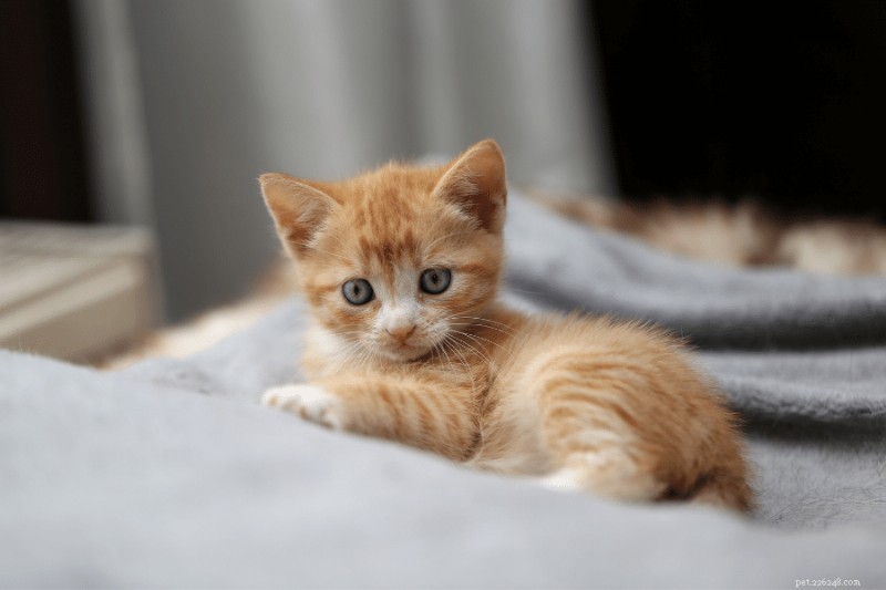 When Will Your Cat Calm Down? A Comprehensive Guide for Owners