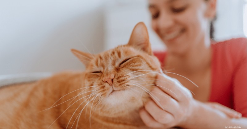 The Ultimate Cat Sitter Checklist: Ensure Your Kitty’s Comfort & Safety