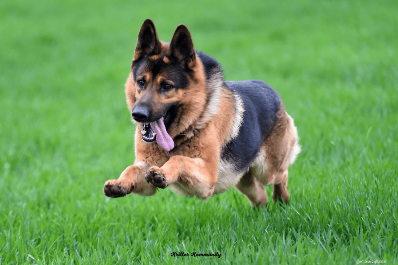 Essential Exercise Guidelines for Your German Shepherd: Energy, Health, and Happiness