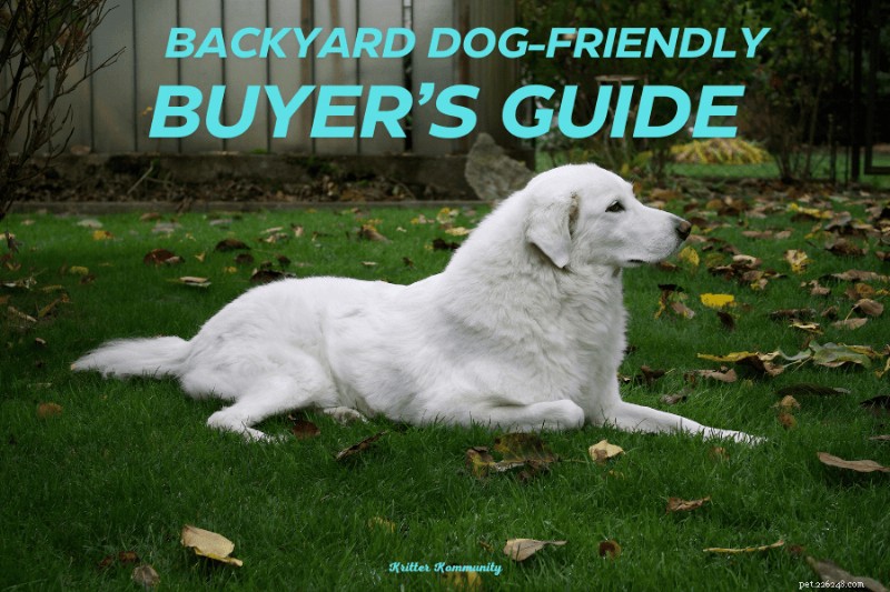 Ultimate Guide to Building a Dog-Friendly Backyard