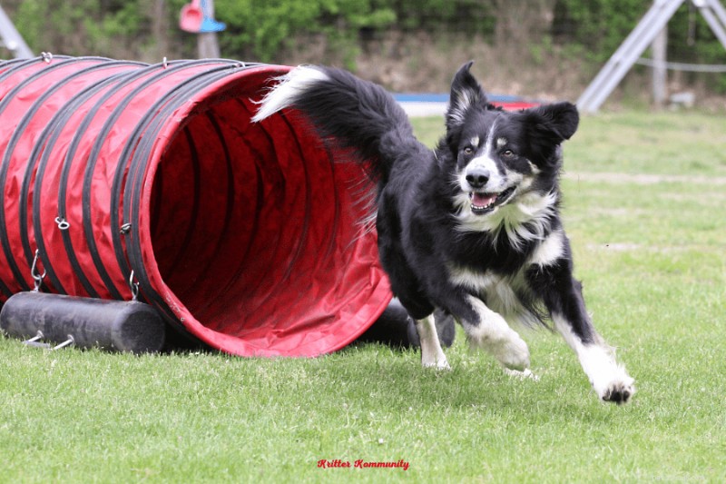 Ultimate Guide to Building a Dog-Friendly Backyard