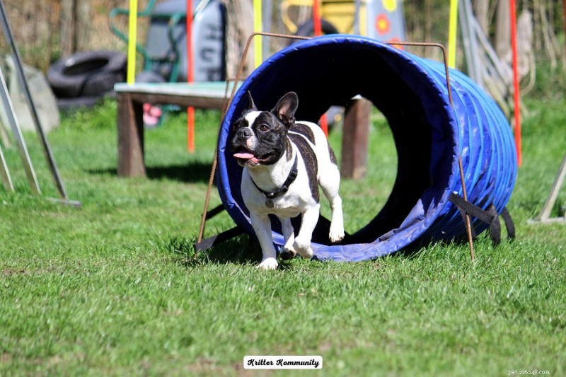 40 Expert Tips to Create a Dog-Friendly Backyard Paradise