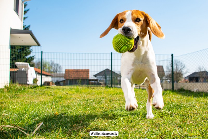 40 Expert Tips to Create a Dog-Friendly Backyard Paradise