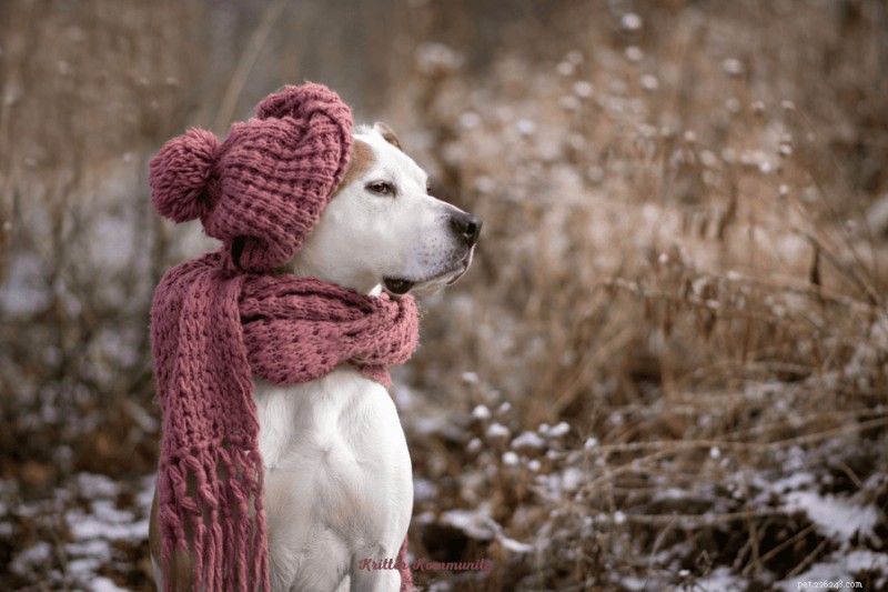 Essential Winter Care for Dogs: Proven Tips & Gear Every Owner Should Know