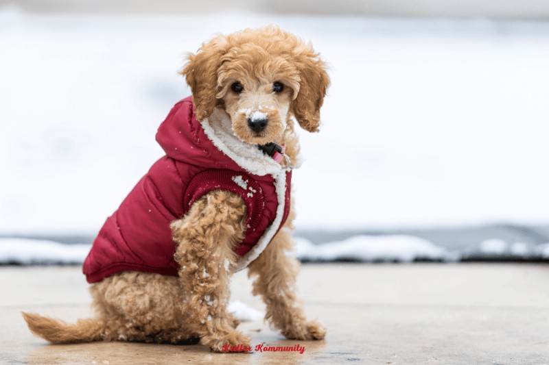 Essential Winter Care for Dogs: Proven Tips & Gear Every Owner Should Know