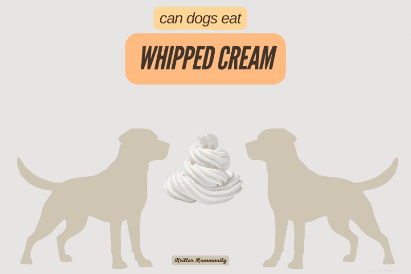 Is Whipped Cream Safe for Dogs? A Vet‑Approved Guide