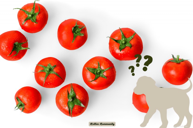 Are Tomatoes Safe for Dogs? A Clear, Trustworthy Guide
