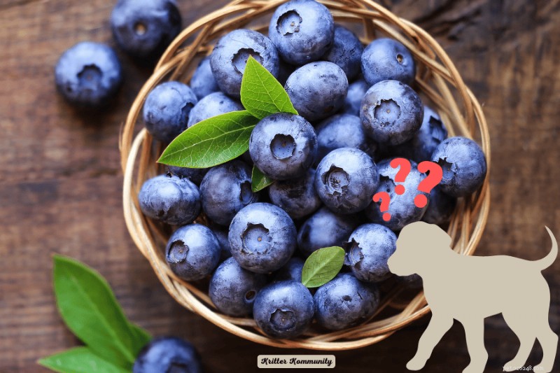 Can Dogs Safely Eat Blueberries? Expert Insights & Tips