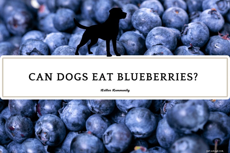 Can Dogs Safely Eat Blueberries? Expert Insights & Tips