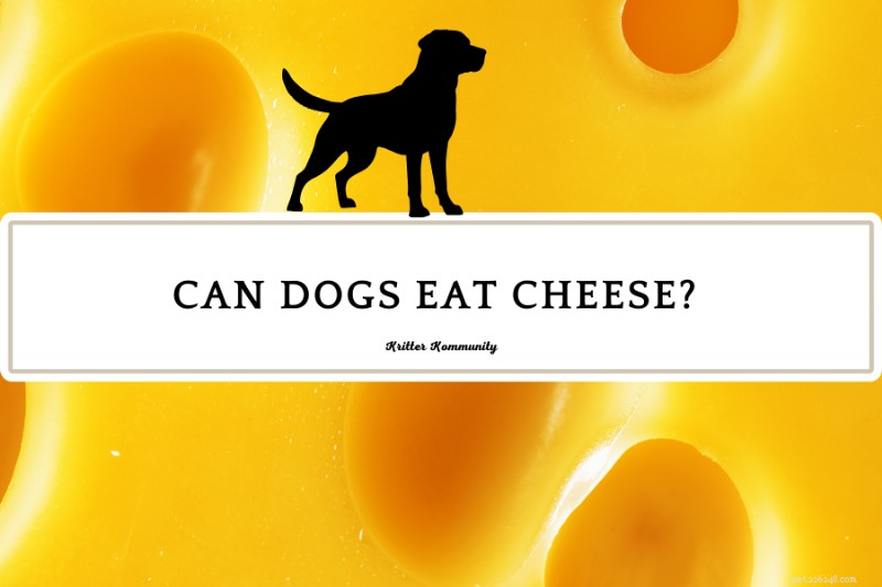 Is Cheese Safe for Dogs? A Guide to Healthy Treats