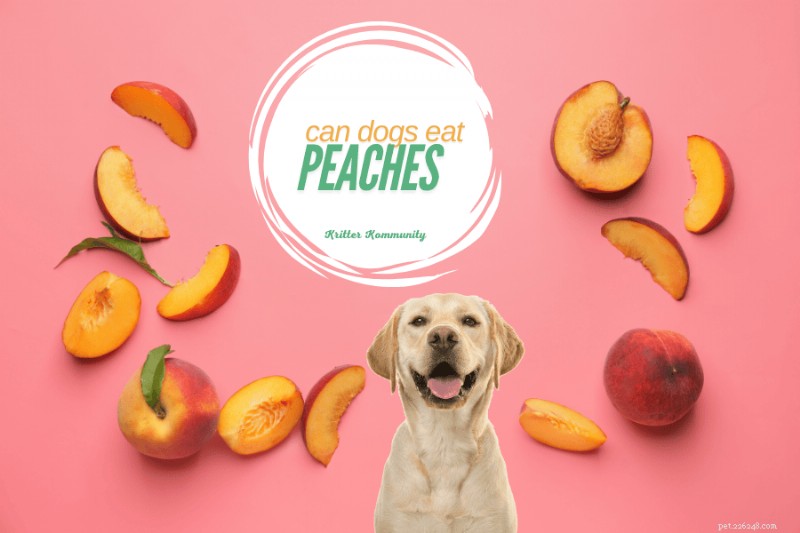 Can Dogs Safely Eat Peaches? A Pet Owner’s Guide