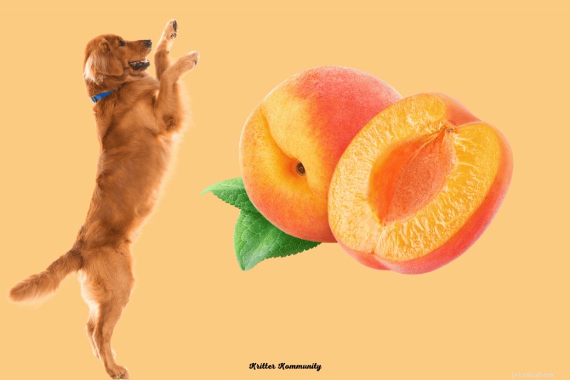 Can Dogs Safely Eat Peaches? A Pet Owner’s Guide