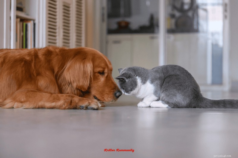 Top Dog Breeds That Get Along with Cats: Finding the Perfect Furry Companion
