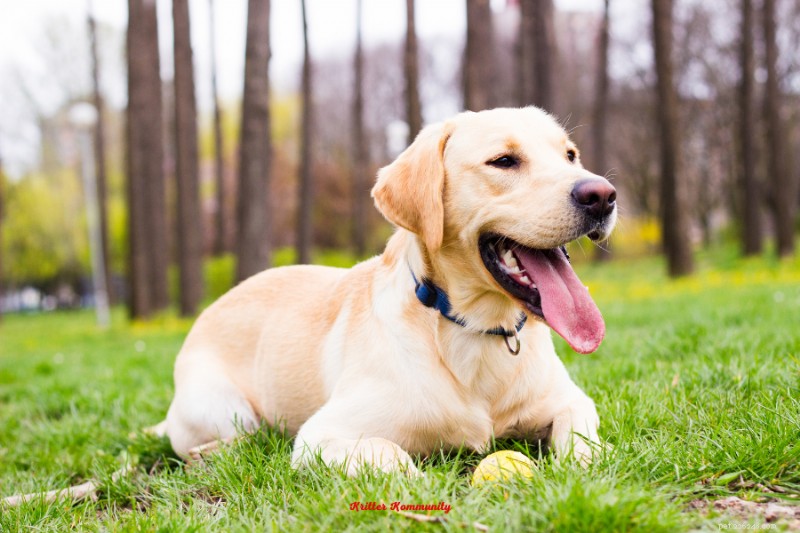 Top Dog Breeds That Get Along with Cats: Finding the Perfect Furry Companion