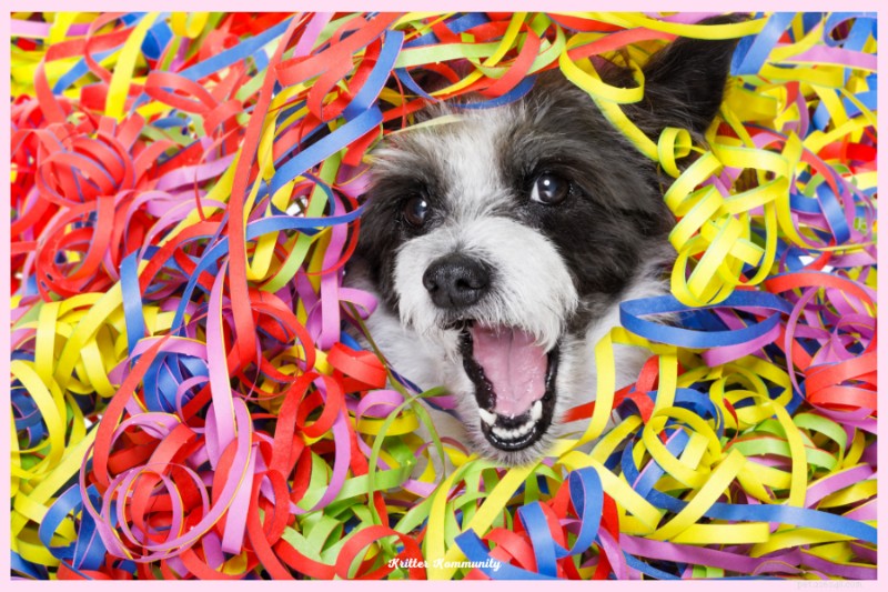 Top Pet Party Decorations & Favors for an Unforgettable Celebration