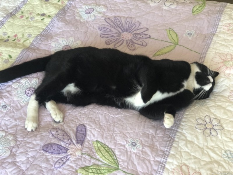 Understanding Cat Vomiting: Normal Causes, Red Flags, and When to Seek Veterinary Care