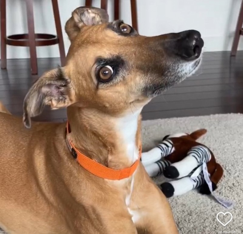 Dogs  Endearing Reactions to Unexpected Sounds