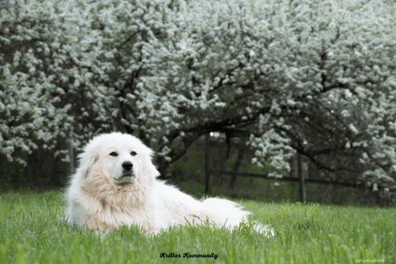 Great Pyrenees: The Gentle Giant That Protects and Loves