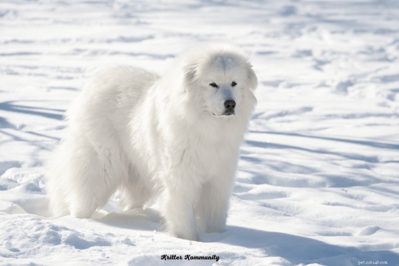 Great Pyrenees: The Gentle Giant That Protects and Loves