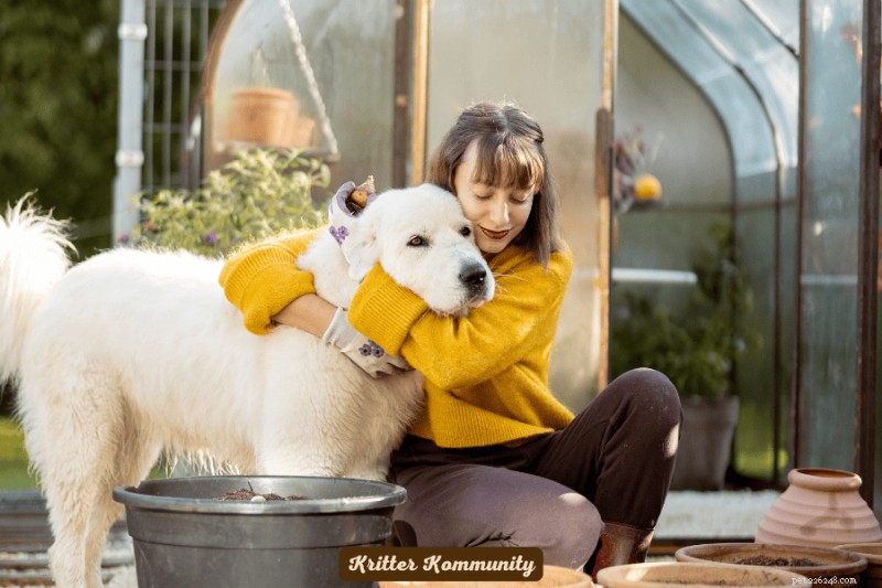 Dog-Friendly Landscaping: Create a Safe & Beautiful Yard for Your Furry Friend