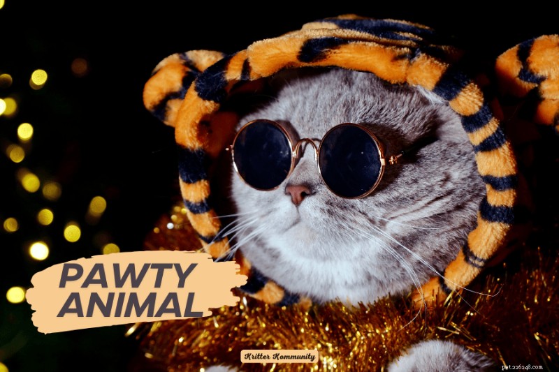 Ultimate Guide to Planning a Cat-Friendly Party: Tips & Ideas for a Pawsitive Celebration