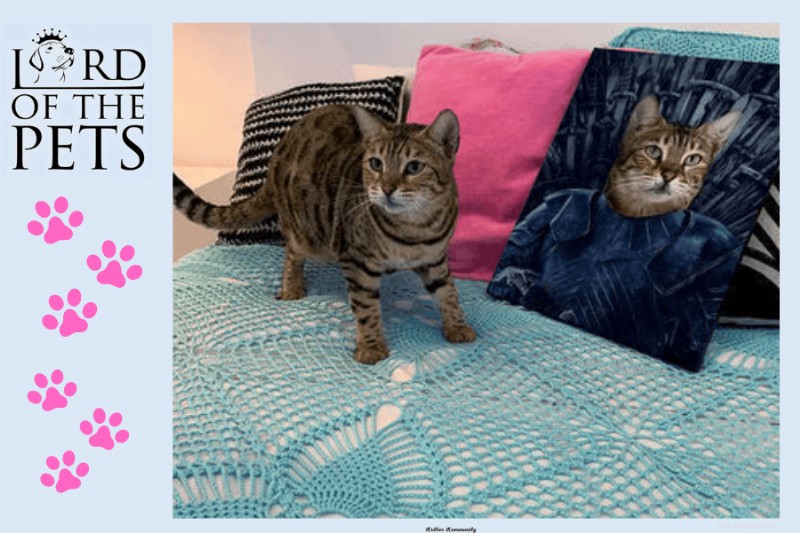 Design a Cozy, Functional Pet Room with Custom Accessories – Expert Guide