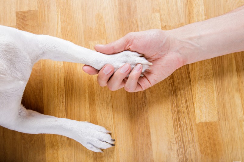 What Does It Mean When a Dog Places Its Paw on You? Understanding Their Behavior
