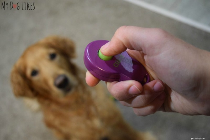 How to Train Your Dog to Pick Up and Drop Items – A Simple Step-by-Step Guide