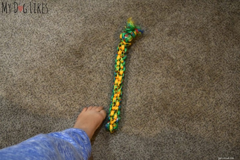How to Train Your Dog to Pick Up and Drop Items – A Simple Step-by-Step Guide