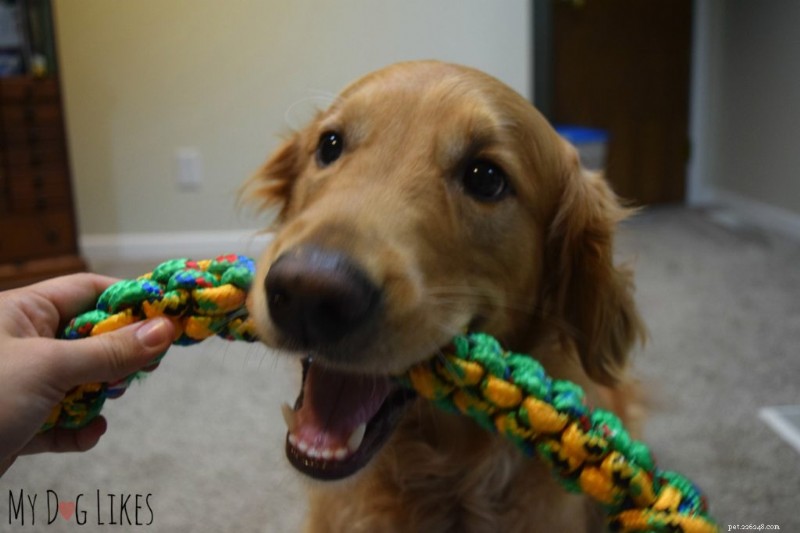 How to Train Your Dog to Pick Up and Drop Items – A Simple Step-by-Step Guide