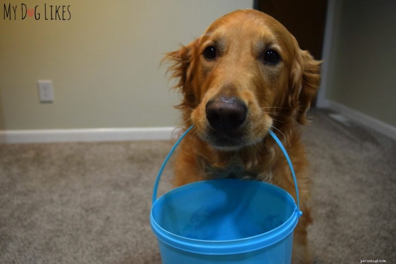 How to Train Your Dog to Pick Up and Drop Items – A Simple Step-by-Step Guide