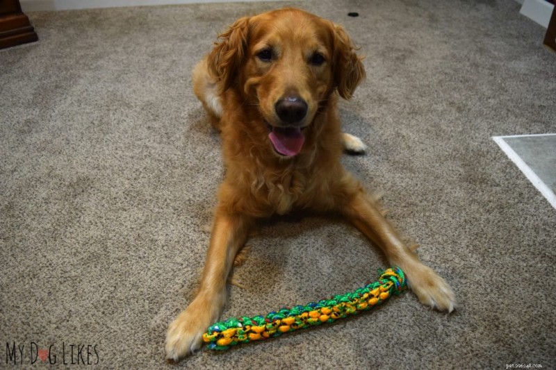 How to Train Your Dog to Pick Up and Drop Items – A Simple Step-by-Step Guide