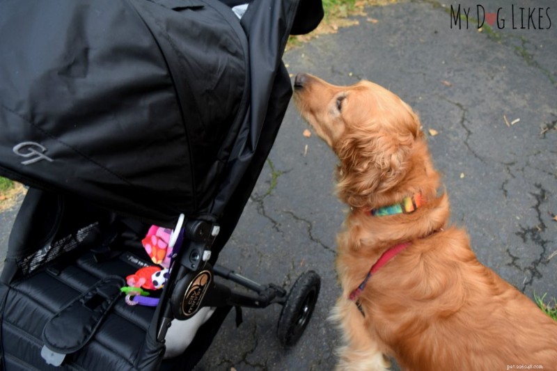 Stroller Walks with Your Baby and Dog: Easy Training Tips