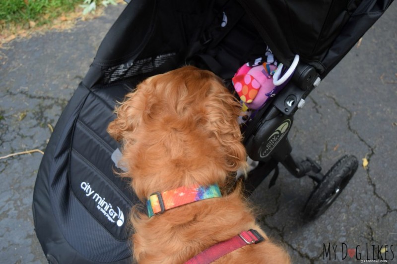 Stroller Walks with Your Baby and Dog: Easy Training Tips