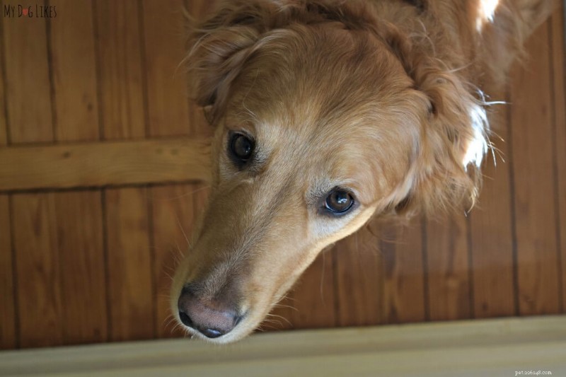 Dognition: Unlocking Your Dog s Mind for a Stronger Bond