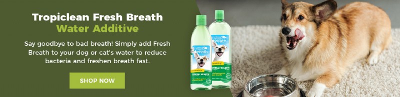 Top Dental Care Dog Food for Strong, Healthy Teeth