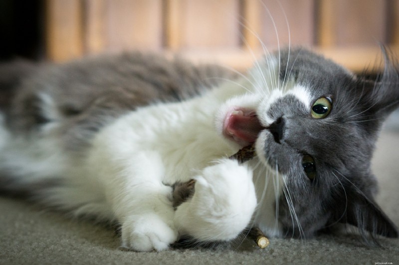 Top Cat Dental Treats for Strong, Healthy Teeth