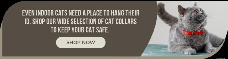 Indoor vs Outdoor Cats: Making the Best Choice for Your Feline’s Safety and Happiness