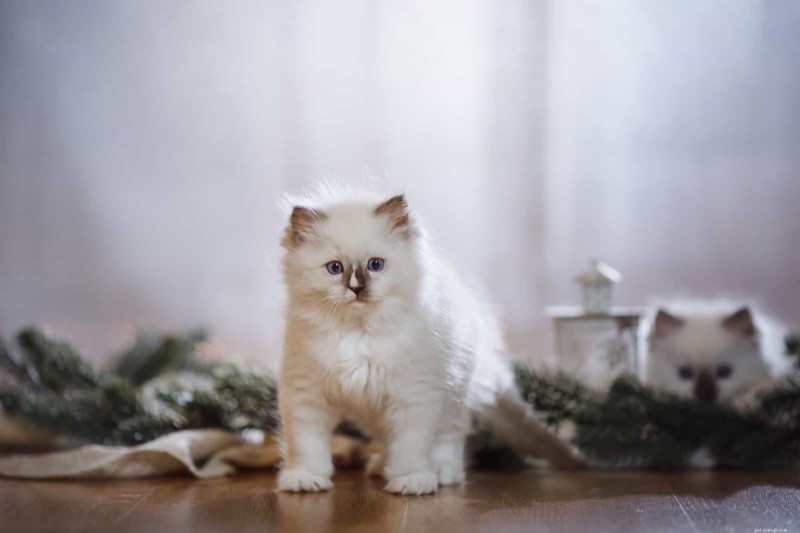Top Cat Breeds for Every Lifestyle: Expert Guide to Finding Your Perfect Feline Companion
