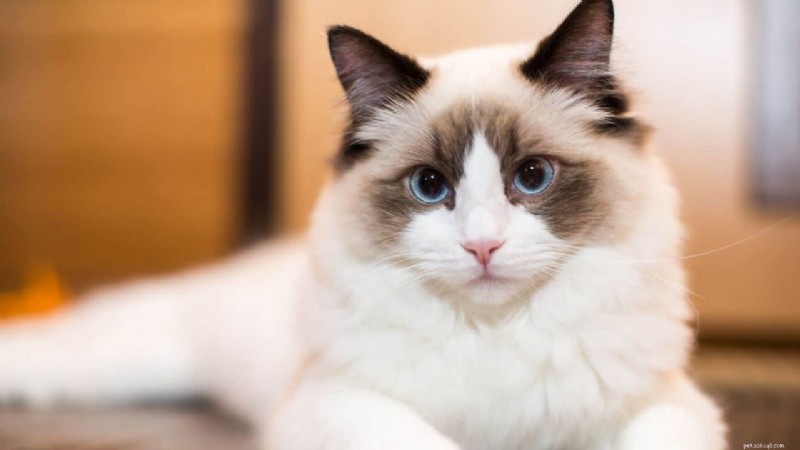 Top Cat Breeds for Every Lifestyle: Expert Guide to Finding Your Perfect Feline Companion