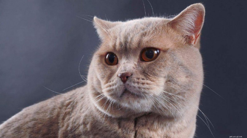 Top Cat Breeds for Every Lifestyle: Expert Guide to Finding Your Perfect Feline Companion