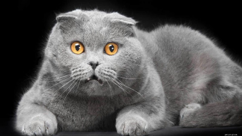 Top Cat Breeds for Every Lifestyle: Expert Guide to Finding Your Perfect Feline Companion