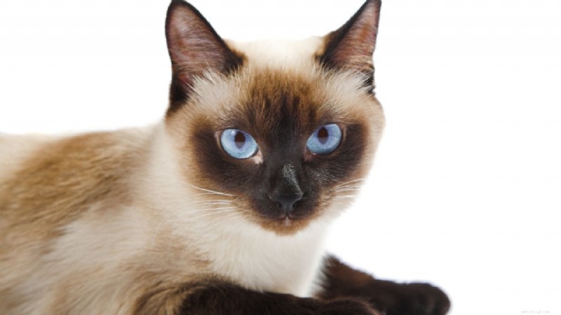 Top Cat Breeds for Every Lifestyle: Expert Guide to Finding Your Perfect Feline Companion