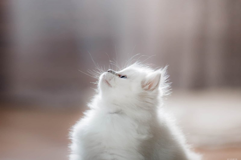 Top Cat Breeds for Every Lifestyle: Expert Guide to Finding Your Perfect Feline Companion