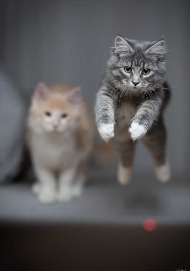 10 Real-Life Stories: Why Even Loving Cat Owners Sometimes Hate Their Feline Friends