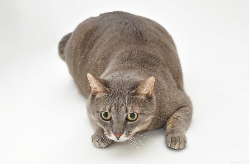 10 Real-Life Stories: Why Even Loving Cat Owners Sometimes Hate Their Feline Friends