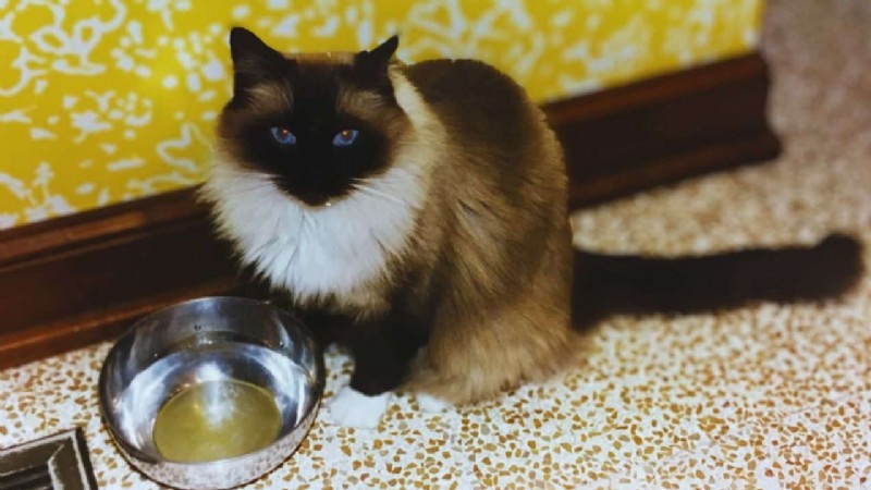 10 Real-Life Stories: Why Even Loving Cat Owners Sometimes Hate Their Feline Friends